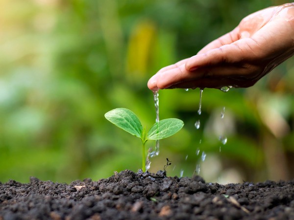 A hand pouring water onto a young green seedling growing in dark soil